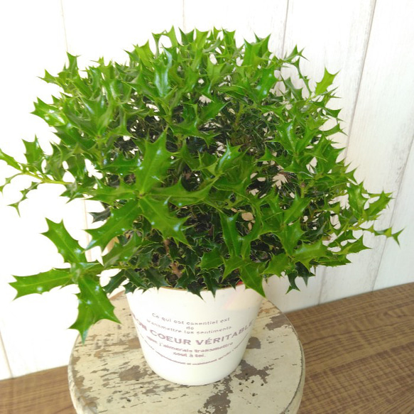 姫柊　ヒメヒイラギ　縁起良い観葉植物　ボリュウーム◎　コンパクトサイズ　オフホワイトソフトカバー付 15枚目の画像