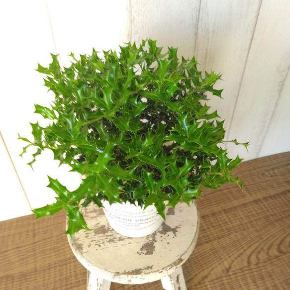 姫柊　ヒメヒイラギ　縁起良い観葉植物　ボリュウーム◎　コンパクトサイズ　オフホワイトソフトカバー付 14枚目の画像