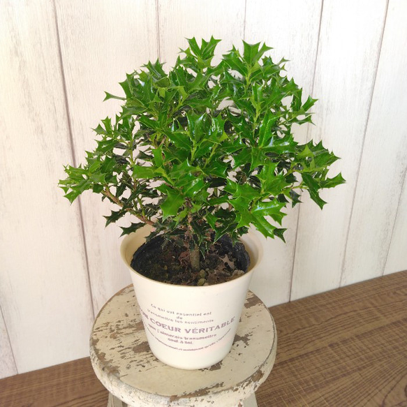 姫柊　ヒメヒイラギ　縁起良い観葉植物　ボリュウーム◎　コンパクトサイズ　オフホワイトソフトカバー付 5枚目の画像