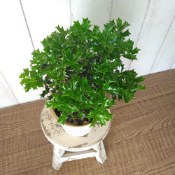 姫柊　ヒメヒイラギ　縁起良い観葉植物　ボリュウーム◎　コンパクトサイズ　オフホワイトソフトカバー付 10枚目の画像