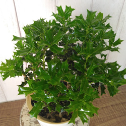 姫柊　ヒメヒイラギ　縁起良い観葉植物　ボリュウーム◎　コンパクトサイズ　オフホワイトソフトカバー付 8枚目の画像
