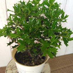 姫柊　ヒメヒイラギ　縁起良い観葉植物　ボリュウーム◎　コンパクトサイズ　オフホワイトソフトカバー付 9枚目の画像