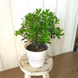 姫柊　ヒメヒイラギ　縁起良い観葉植物　ボリュウーム◎　コンパクトサイズ　オフホワイトソフトカバー付 4枚目の画像