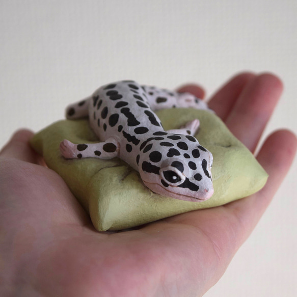 Sleeping Leopard gecko-Mack Snow 第7張的照片