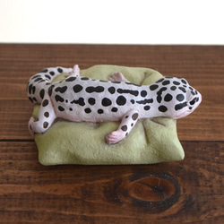 Sleeping Leopard gecko-Mack Snow 第6張的照片