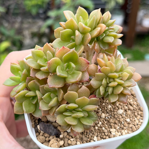 多肉植物 韓国苗 ゼスター 綴化＆ ゼスター錦 エケベリア ゼスター Echeveria 'Zestar'｜多肉植物図鑑 PUKUBOOK