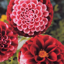 注文用です。　ダリア　中輪　赤色と白色の咲き分け咲き　１球～25-7(1) 注文用です。ダリア中輪赤色と白色の咲き分け咲き1球～25-7(1)