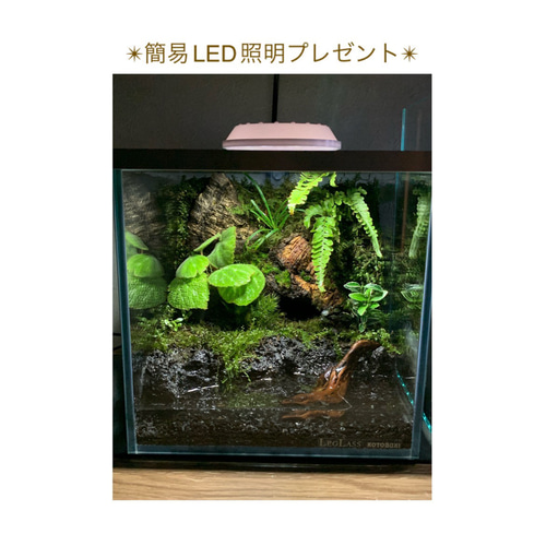 55 イモリウム カエルリウム 苔アート 苔テラリウム 【限定1個 55 イモリウム カエルリウム 苔アート 苔テラリウム 【限定1個