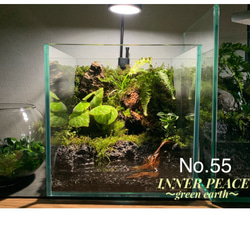 55 イモリウム カエルリウム 苔アート 苔テラリウム 【限定1個