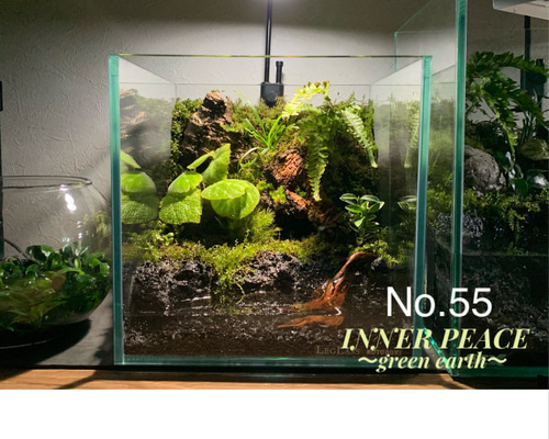 No.90 カエルリウム　イモリウム　テラリウム　苔テラリウム　苔アート 55 イモリウム カエルリウム 苔アート 苔テラリウム 【限定1個