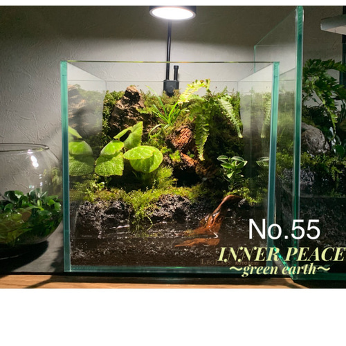 55 イモリウム カエルリウム 苔アート 苔テラリウム 【限定1個