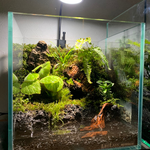 55 イモリウム カエルリウム 苔アート 苔テラリウム 【限定1個