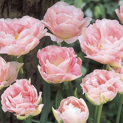 つぼみ付♥八重チューリップ・アンジェリケの花束植え☆芽だし球根