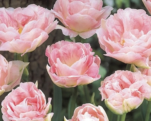 つぼみ付♥八重チューリップ・アンジェリケの花束植え☆芽だし球根