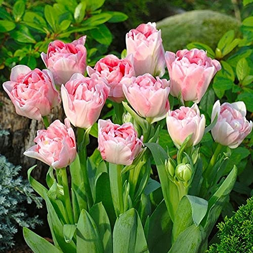 つぼみ付♥八重チューリップ・アンジェリケの花束植え☆芽だし球根