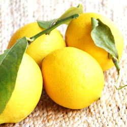 ●数量限定●新作●　シトラスの香り ”レモンの木《リスボンレモン（蕾付き）》鉢セット”　観葉植物　人気　檸檬の木　 6枚目の画像