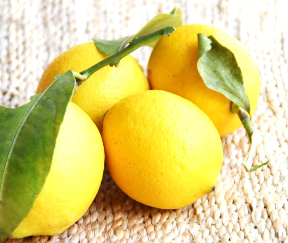 ●数量限定●新作●　シトラスの香り ”レモンの木《リスボンレモン（蕾付き）》鉢セット”　観葉植物　人気　檸檬の木　 6枚目の画像