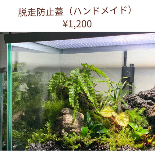 ミニ アクアテラリウム 完成品 38 テラリウム イモリウム