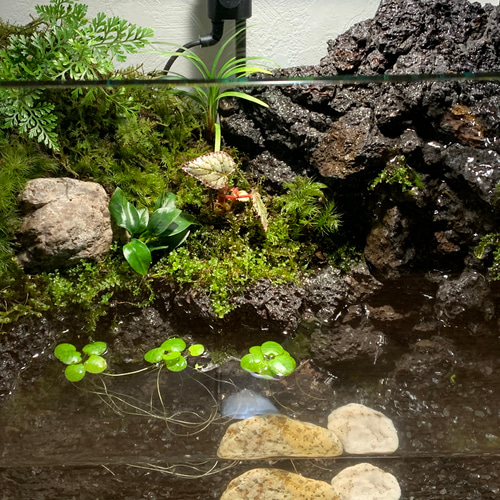 55 アクアテラリウム イモリウム 苔アート 苔テラリウム 【限定1個
