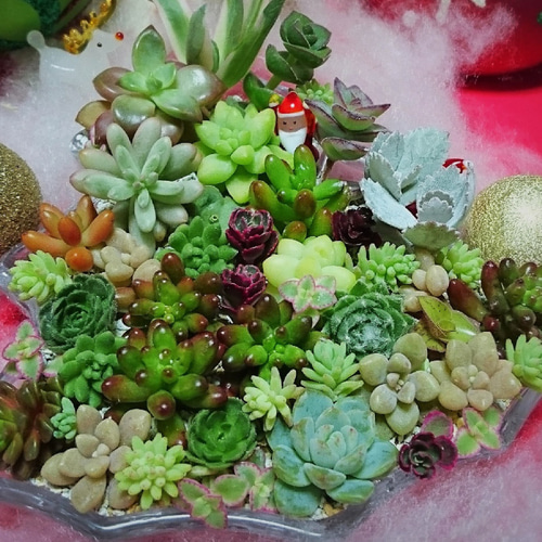 多肉植物 カット苗ちまちま寄せに！！