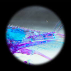 【透明標本工房 fishheart】 透明標本 - 多齒新米蝦 Neocaridina denticulata 第10張的照片