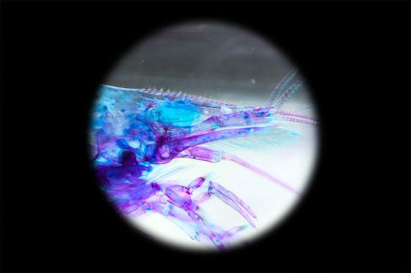 【透明標本工房 fishheart】 透明標本 - 多齒新米蝦 Neocaridina denticulata 第11張的照片
