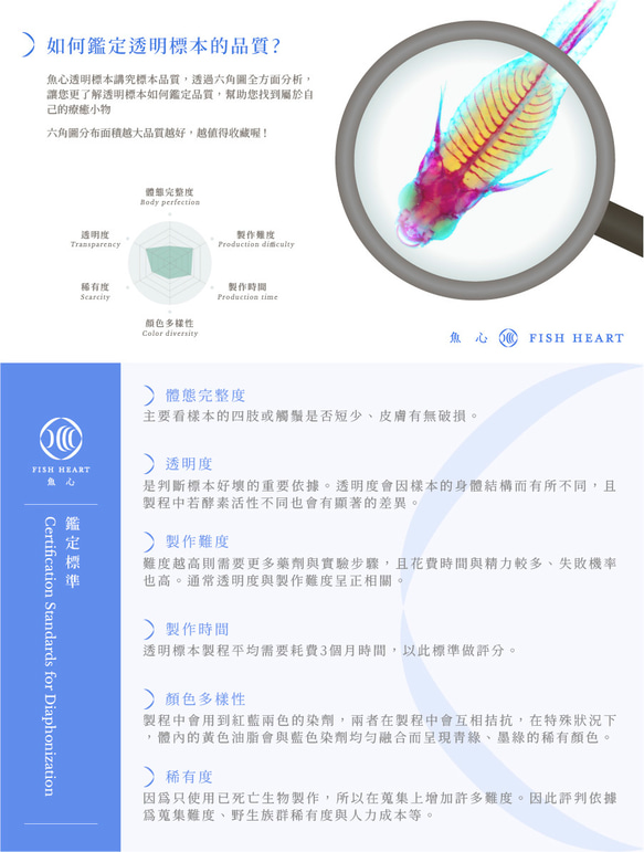 【透明標本工房 fishheart】 透明標本 - 多齒新米蝦 Neocaridina denticulata 第8張的照片