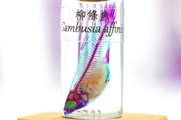 【透明標本工房 fishheart】 透明標本 - 柳條魚 Gambusia affinis 第2張的照片