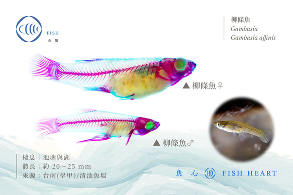 【透明標本工房 fishheart】 透明標本 - 柳條魚 Gambusia affinis 第6張的照片