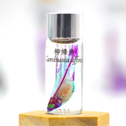 【透明標本工房 fishheart】 透明標本 - 柳條魚 Gambusia affinis 第1張的照片