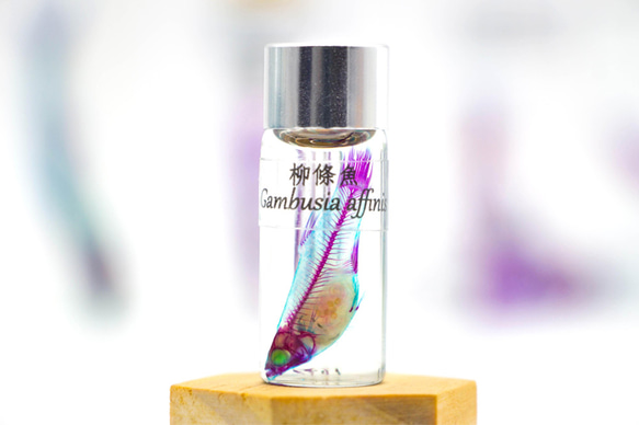 【透明標本工房 fishheart】 透明標本 - 柳條魚 Gambusia affinis 第1張的照片