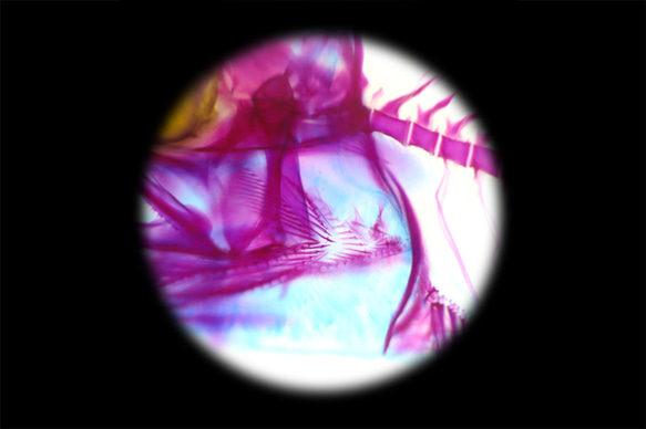 【透明標本工房 フィッシュハート】 透明標本 - カタクチイワシ 13枚目の画像