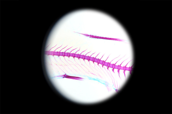 【透明標本工房 フィッシュハート】 透明標本 - カタクチイワシ 14枚目の画像