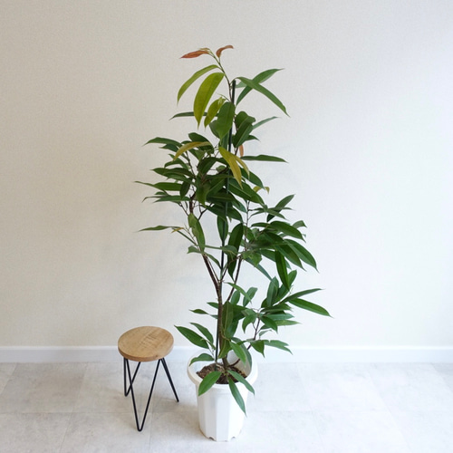 桜 印 5/26撮影#500希少 アムステルダムキング 観葉植物 室内 大型