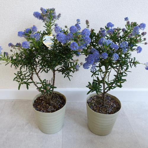 カリフォルニアライラック セアノサス 5号 シンボルツリー 苗