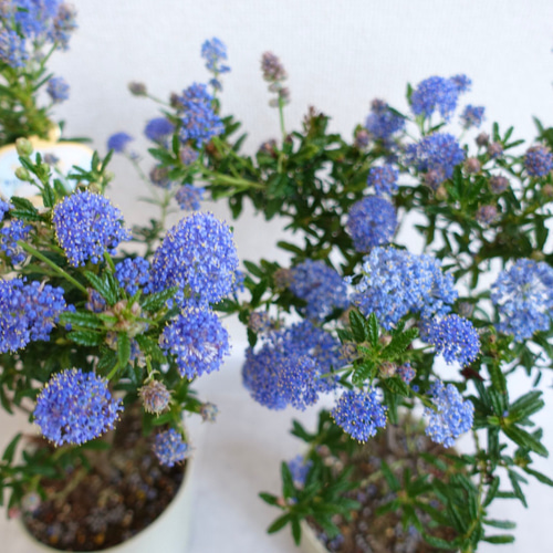 美株オススメ】☆カリフォルニアゴールド☆苗 特大株 超美株