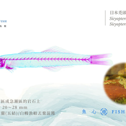 【透明標本工房 fishheart】 透明標本 - 日本禿頭鯊-2 Sicyopterus japonicus 第6張的照片