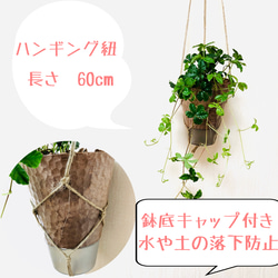 【送料無料】2個セット　シュガーバイン＆グリーンネックレス　ハンギングプランター　観葉植物 2枚目の画像