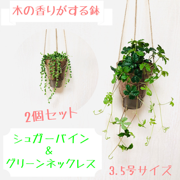 【送料無料】2個セット　シュガーバイン＆グリーンネックレス　ハンギングプランター　観葉植物 1枚目の画像