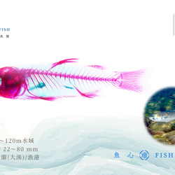 【透明標本工房 fishheart】 透明標本 - 鯔魚 Mugil spp.(小) 第6張的照片