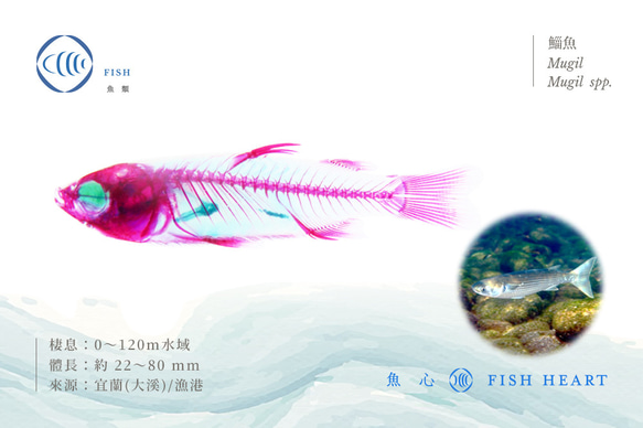 【透明標本工房 fishheart】 透明標本 - 鯔魚 Mugil spp.(小) 第6張的照片