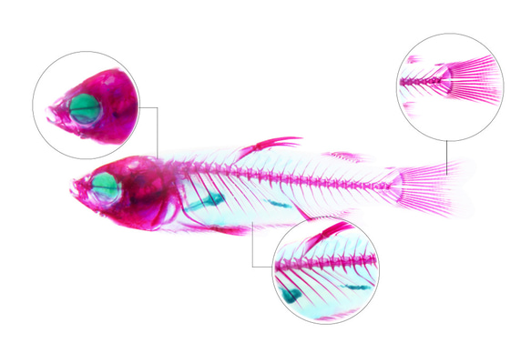 【透明標本工房 fishheart】 透明標本 - 鯔魚 Mugil spp.(小) 第10張的照片