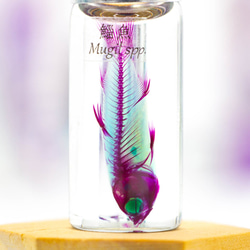 【透明標本工房 fishheart】 透明標本 - 鯔魚 Mugil spp.(小) 第2張的照片