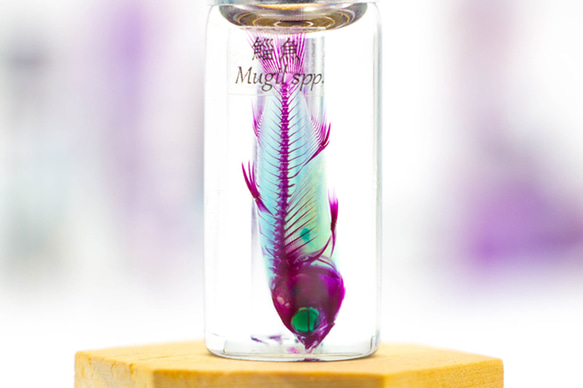 【透明標本工房 fishheart】 透明標本 - 鯔魚 Mugil spp.(小) 第2張的照片