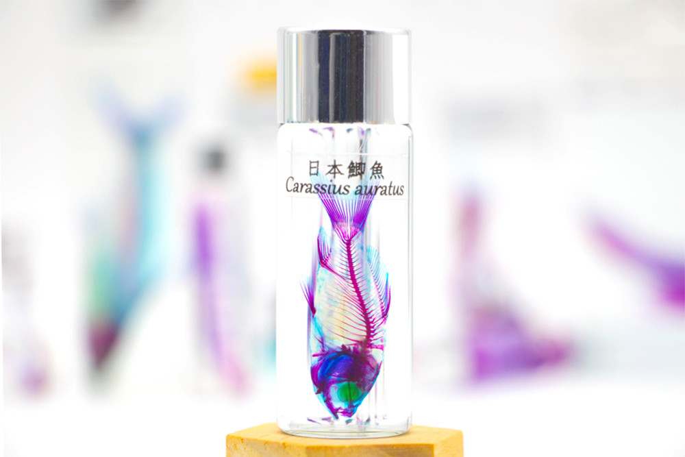 【極希少・極美品】小魚の標本　小瓶　Carassius auratus 透明標本工房fishheart】 透明標本- 日本鯽魚Carassius auratus 其他