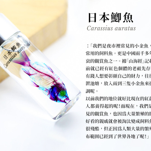 透明標本工房fishheart】 透明標本- 日本鯽魚Carassius auratus 其他