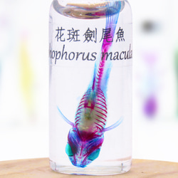 【透明標本工房フィッシュハート】透明標本 - マダラソードテール Xiphophorus maculatus 5枚目の画像