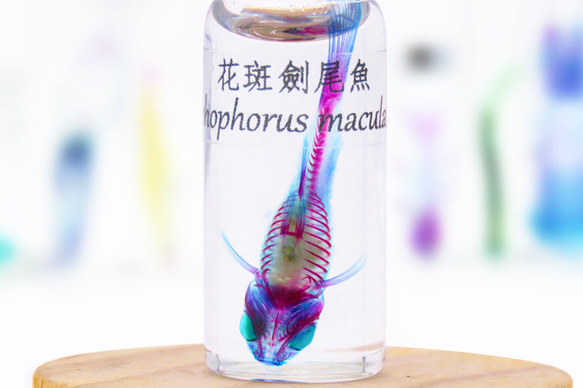 【透明標本工房フィッシュハート】透明標本 - マダラソードテール Xiphophorus maculatus 5枚目の画像