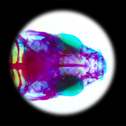 【透明標本工房フィッシュハート】透明標本 - マダラソードテール Xiphophorus maculatus 14枚目の画像