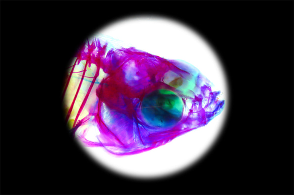 【透明標本工房フィッシュハート】透明標本 - マダラソードテール Xiphophorus maculatus 13枚目の画像